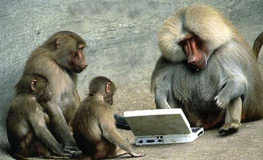 Monyet internetan